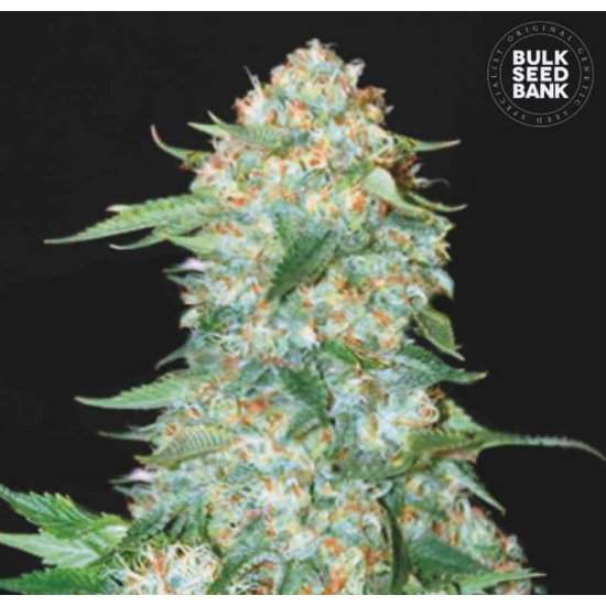 OG KUSH
